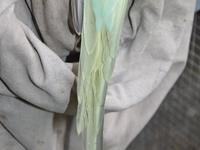 Halsbandsittich aqua (homozygot)