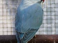 Halsbandsittich blau (homozygot)