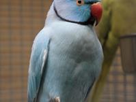 Halsbandsittich opalin blau