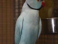 Halsbandsittich opalin blau