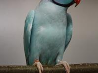 Halsbandsittich opalin blau