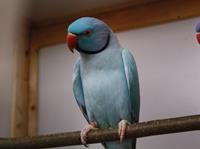 Halsbandsittich opalin blau