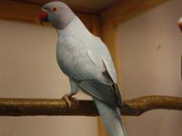 Halsbandsittich opalin blau
