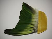 Flügel Halsbandsittich Opalin Grün