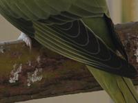 Flügel Halsbandsittich Opalin Grün